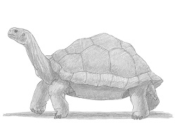 250x193 How To Draw An Alligator Snapping Turtle - Realistic Turtle Drawing