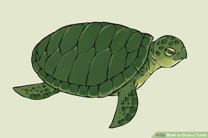 728x485 Huge Collection Of 'realistic Turtle Drawing' Download More Than - Realistic Turtle Drawing