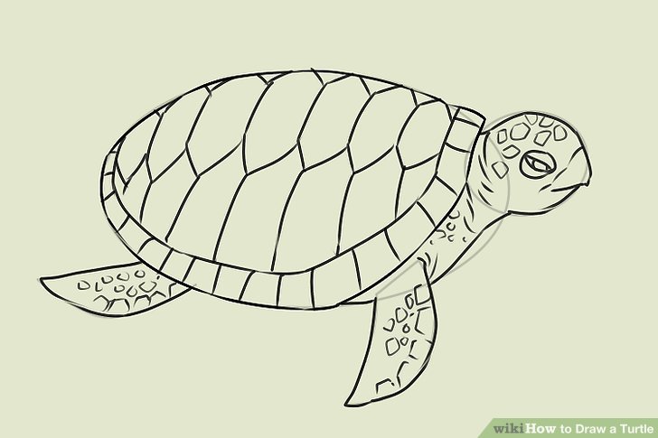 728x485 Ways To Draw A Turtle - Realistic Turtle Drawing