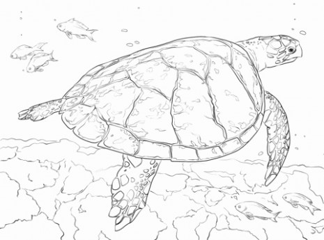 465x345 Sea Turtle Coloring - Realistic Turtle Drawing