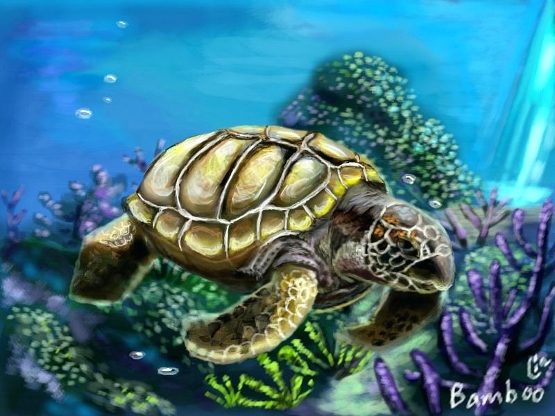 Realistic Turtle Drawing at Explore