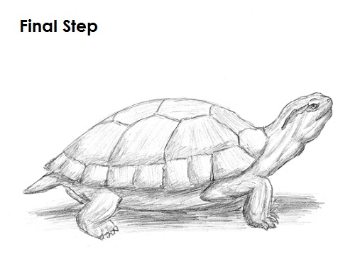 500x386 Turtle Drawing, Pencil, Sketch, Colorful, Realistic Art Images - Realistic Turtle Drawing