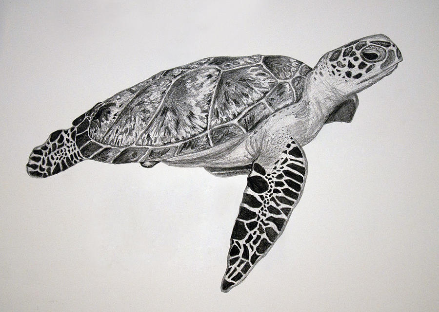 Realistic Turtle Drawing At Paintingvalley Com Explore Collection Of