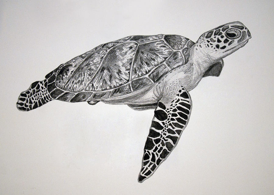 Realistic Easy Turtle Drawing