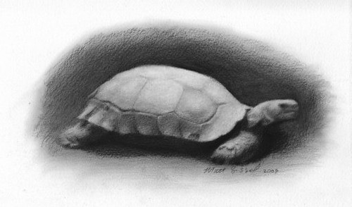 500x294 Animal Art Turtle Drawing Matt Sissel Is A Realistic - Realistic Turtle Drawing