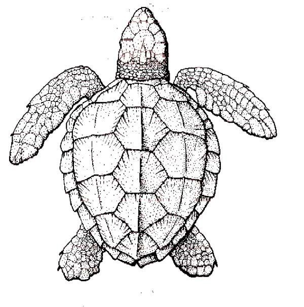 600x605 Realistic Turtle Coloring Pages - Realistic Turtle Drawing