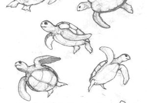 300x210 Rhdrawingslycom Drawings Drawings Of Sea Turtles Of Sea Turtles - Realistic Turtle Drawing