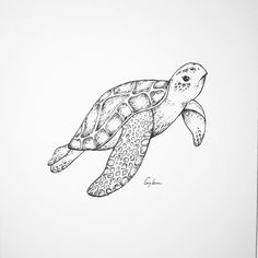 236x236 sea turtle drawings the sea turtle came out to draw these - Realistic Turtle Drawing