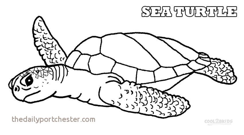 850x472 Coloring Pages Turtle Unique Sea Turtles Coloring Pages Realistic - Realistic Turtle Drawing