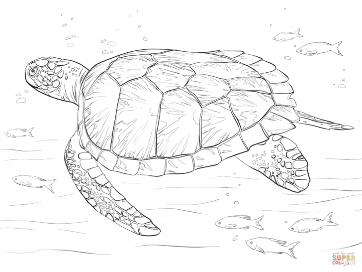 728x546 Coloring Pages Realistic Turtle Coloring Pages Forest Animals - Realistic Turtle Drawing