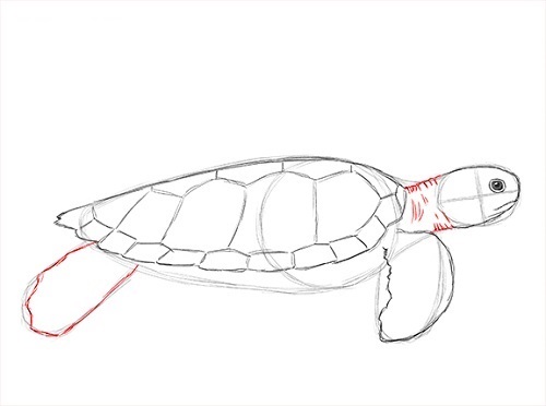 500x372 How To Draw A Turtle Step - Realistic Turtle Drawing