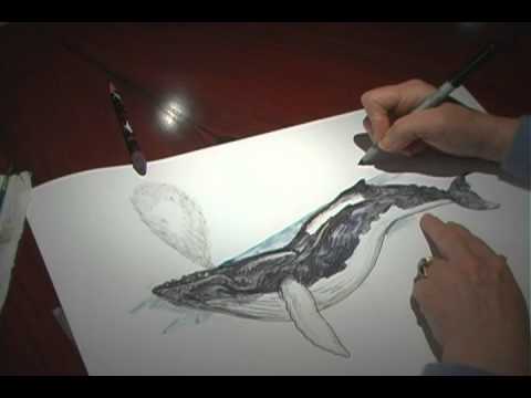480x360 How To Draw A Whale - Realistic Whale Drawing