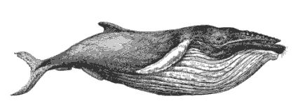 425x158 Drawn Whale Detailed Free Clip Art Stock Illustrations - Realistic Whale Drawing