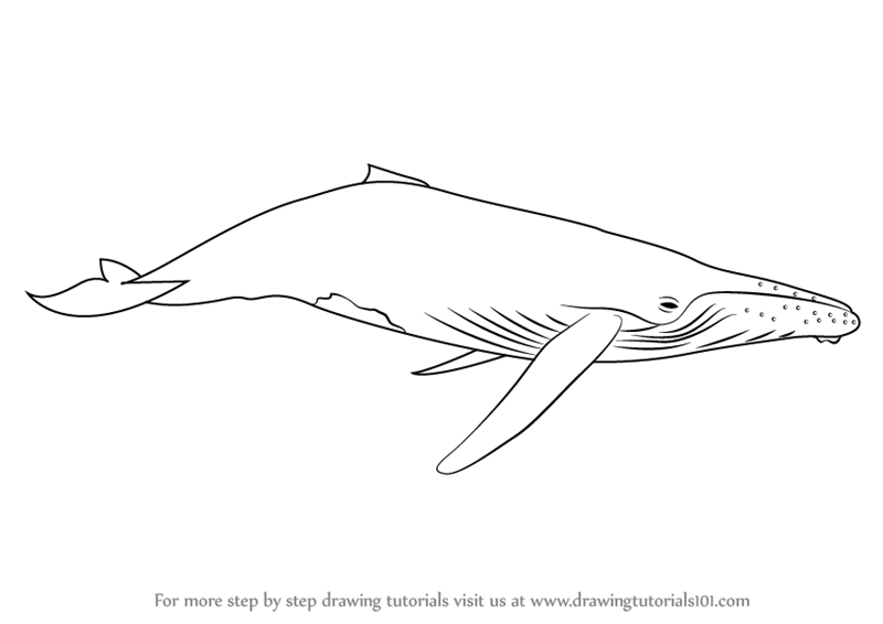 800x566 learn how to draw a humpback whale - Realistic Whale Drawing