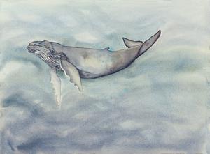 300x221 realistic birds animals tagged humpback whale pj paintings - Realistic Whale Drawing