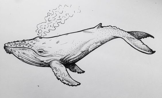 564x343 Space Whales - Realistic Whale Drawing