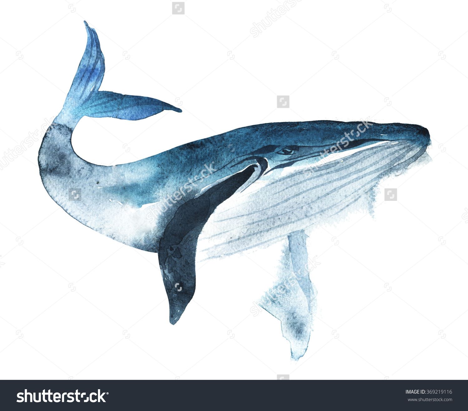1500x1320 Watercolor Whale Hand Painted Illustration Isolated On White - Realistic Whale Drawing