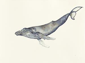 300x223 whale weightlessness pj paintings - Realistic Whale Drawing