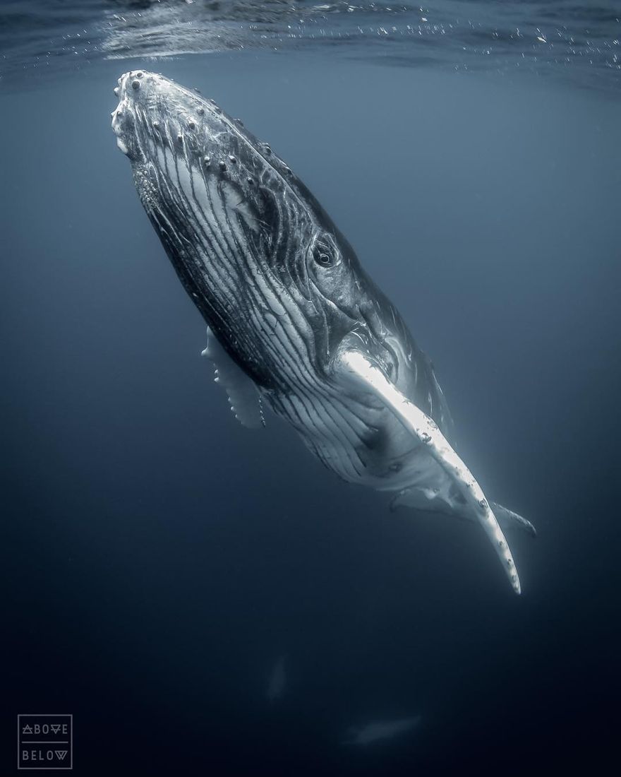 880x1100 Whale Realistic Pencil Animal Drawings - Realistic Whale Drawing