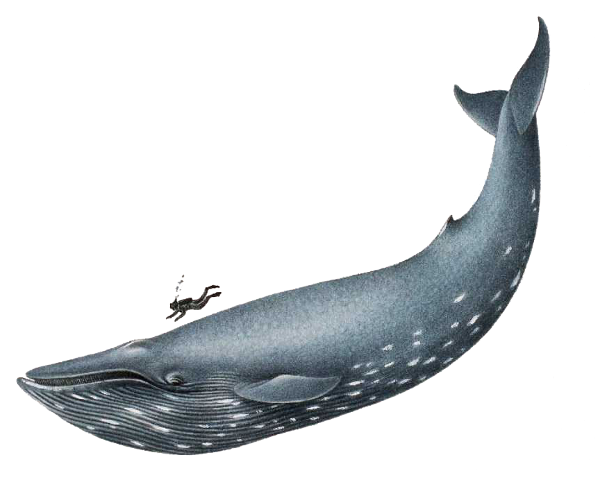 874x692 Gbsabbathfellowship In Kids - Realistic Whale Drawing