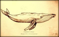 236x149 humpback realistic whale drawing - Realistic Whale Drawing