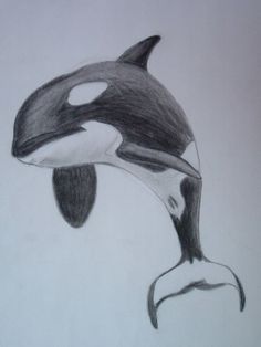 236x314 killer whale drawing its from a while ago - Realistic Whale Drawing