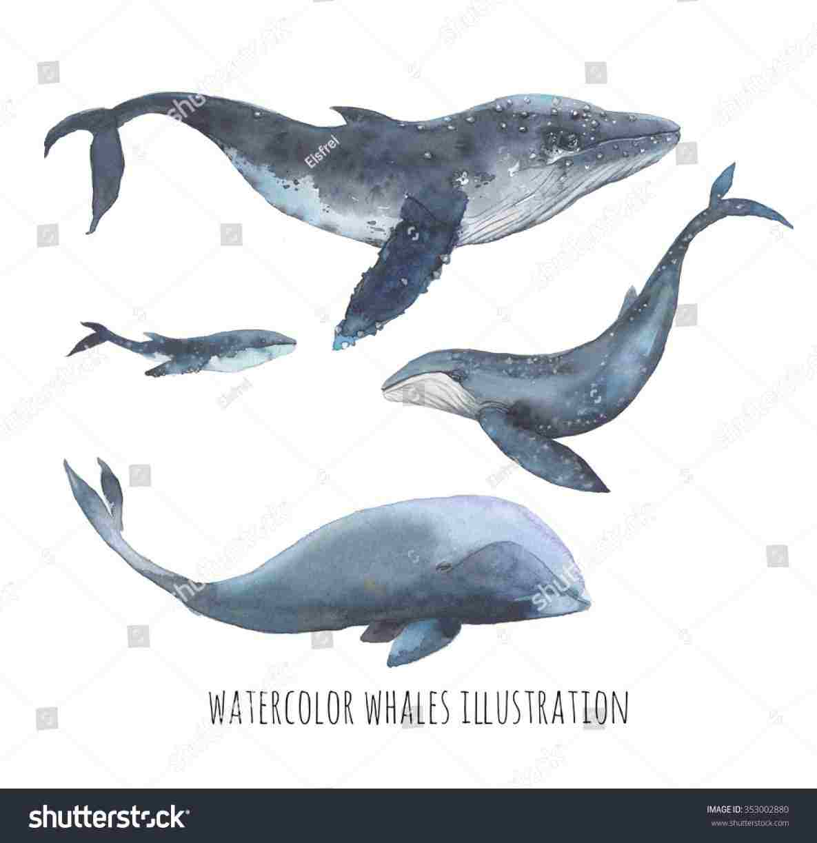 1185x1223 Realistic Whale Drawing Shamu Coloring - Realistic Whale Drawing
