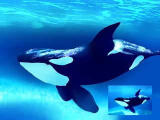 320x240 whale drawings on paigeeworld pictures of whale - Realistic Whale Drawing