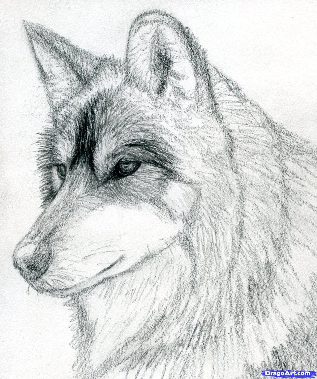 1348x1614 How To Draw A Realistic Wolf Easy How To Draw A Wolf Head Mexican - Realistic Wolf Drawing