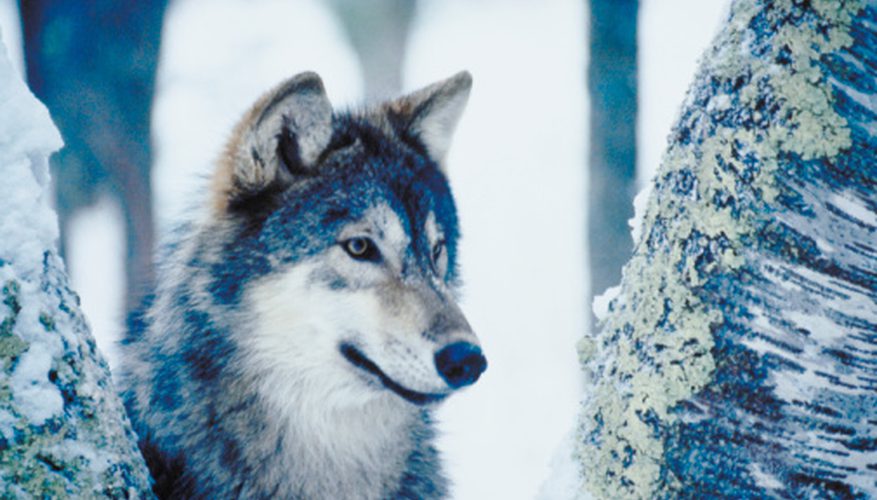 877x500 how to draw realistic animal hair for a wolf our pastimes - Realistic Wolf Drawing