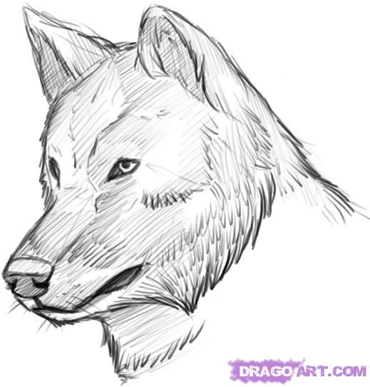 519x543 How To Draw A Realistic Wolf, Draw Real Wolf, Step - Realistic Wolf Drawing