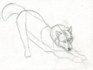 302x226 How To Draw A Realistic Wolf, Step - Realistic Wolf Drawing