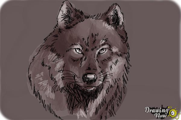 600x400 How To Draw A Realistic Wolf - Realistic Wolf Drawing