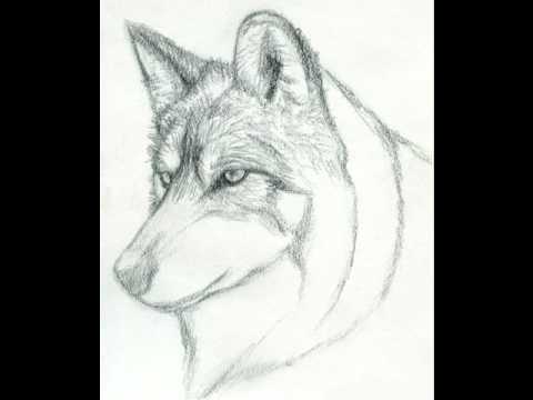 480x360 How To Draw A Realistic Wolf - Realistic Wolf Drawing
