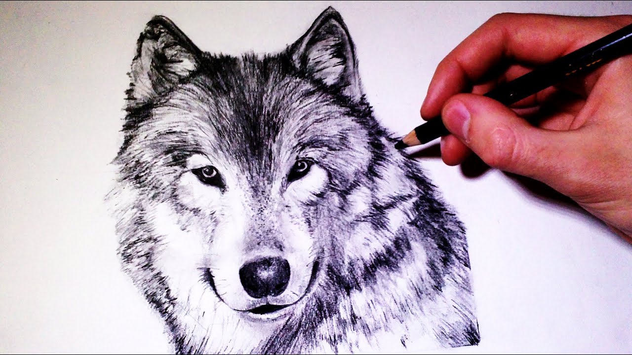 1280x720 How To Draw A Realistic Wolf - Realistic Wolf Drawing