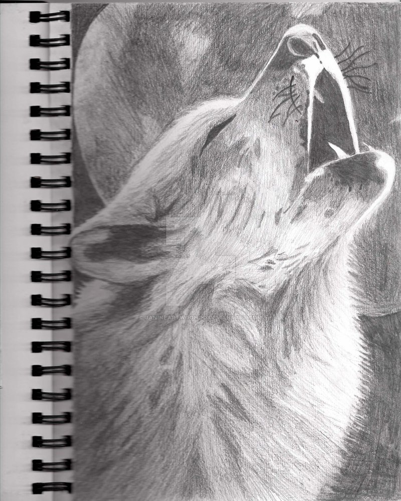 Realistic Wolf Drawing at Explore collection of