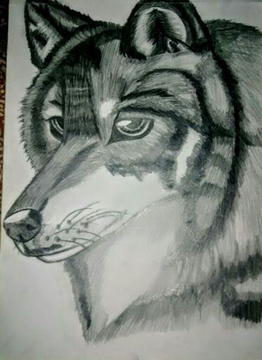 373x512 Realistic Wolf Drawing Wolf Fantasy Amino - Realistic Wolf Drawing