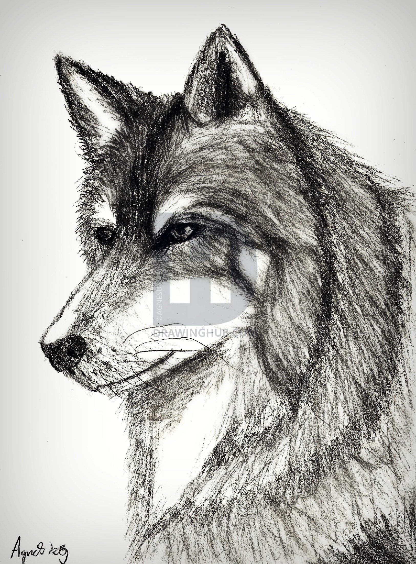 1626x2205 Realistic Wolf Drawing - Realistic Wolf Drawing