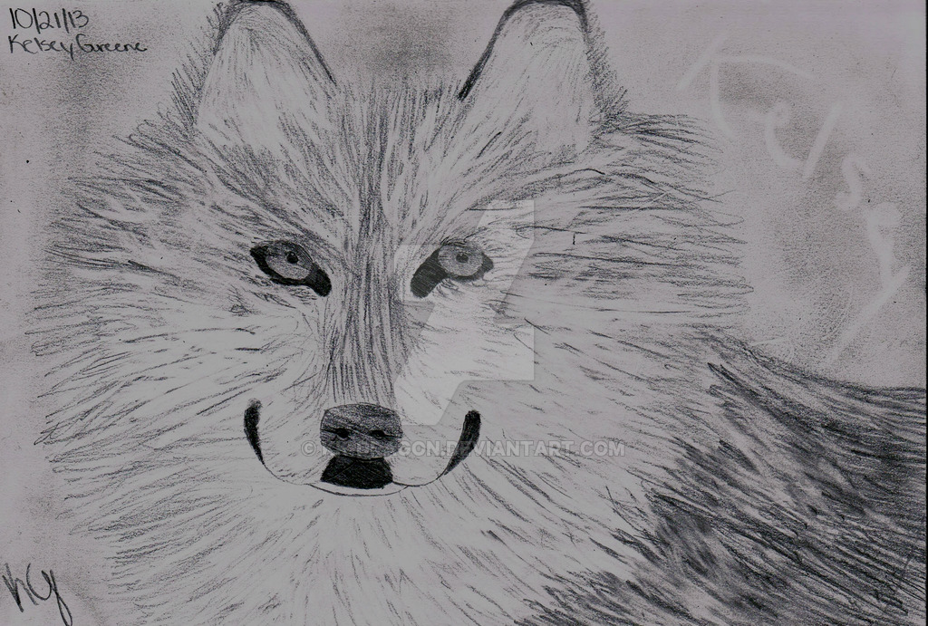 1024x691 Realistic Wolf Drawing - Realistic Wolf Drawing