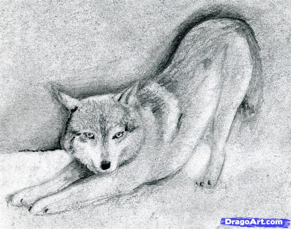 972x768 Draw A Realistic Wolf, Step - Realistic Wolf Drawing