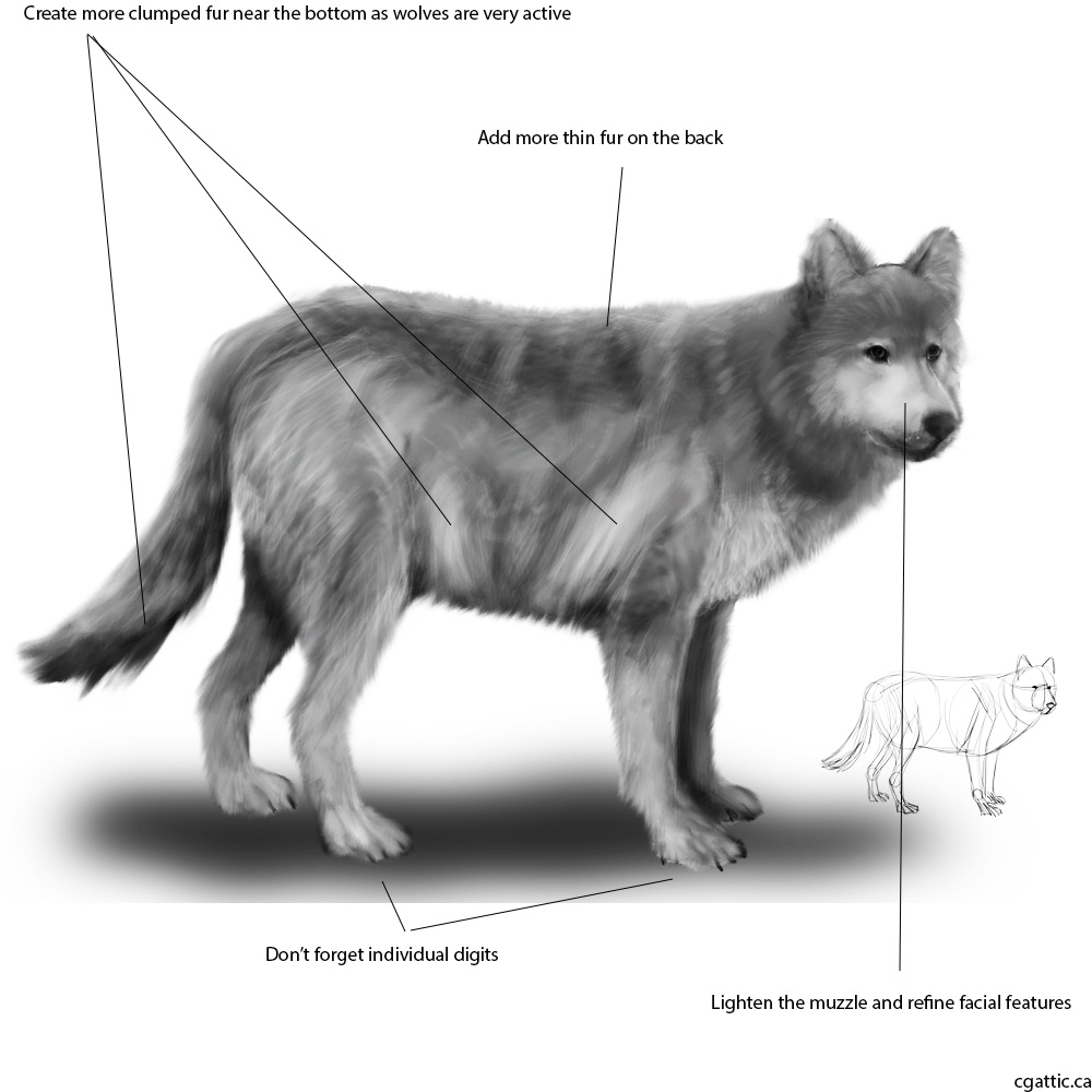1000x1000 Realistic Wolf Drawing In Steps With Photoshop - Realistic Wolf Drawing