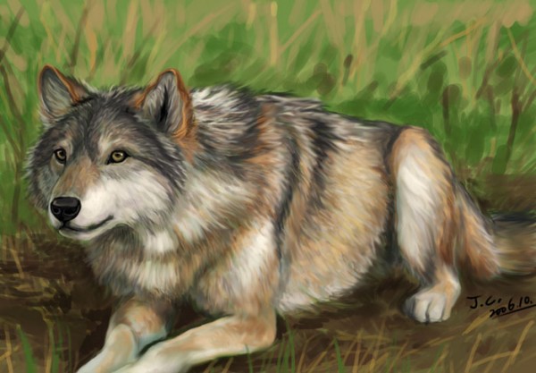 600x417 Realistic Wolf Drawing - Realistic Wolf Drawing