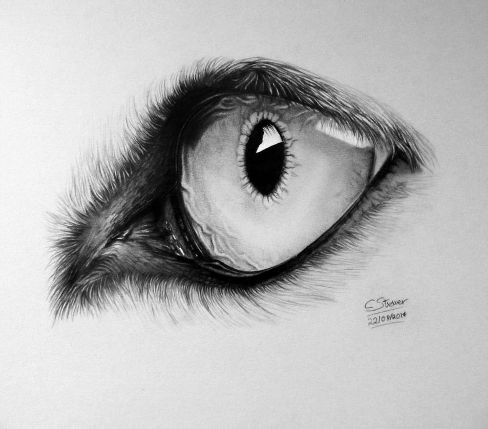 953x838 Realistic Wolf Eye Drawing - Realistic Wolf Drawing
