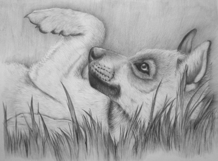 900x666 realistic wolf pup drawing - Realistic Wolf Drawing