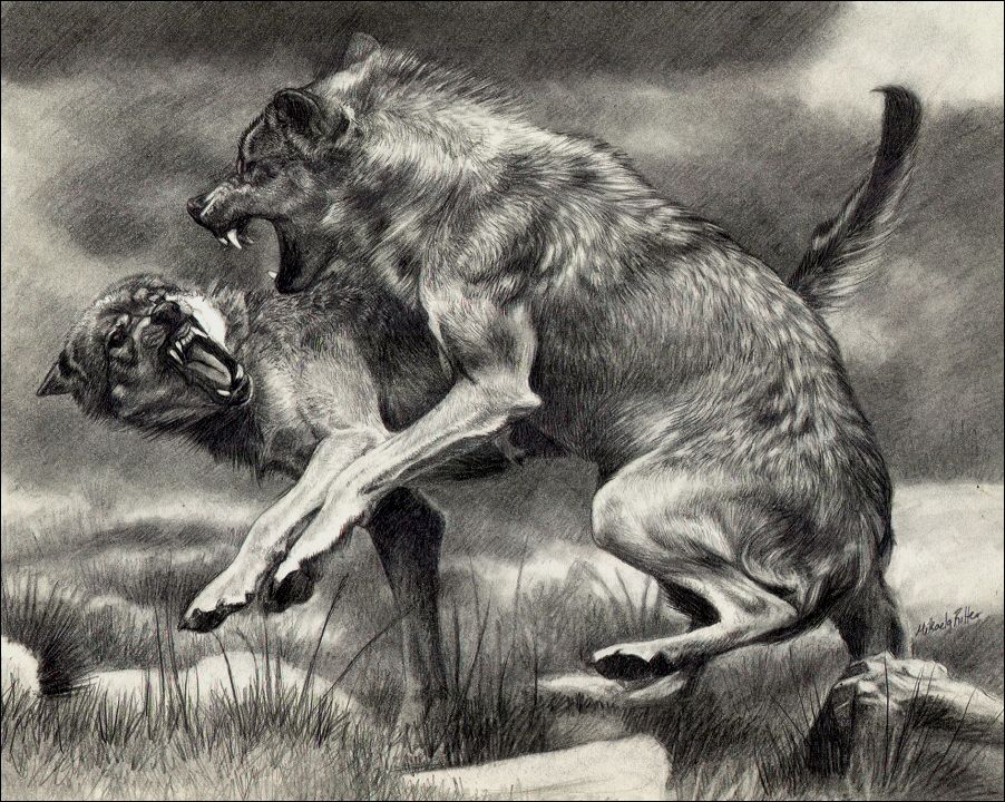 902x720 Realistic Wolf Fight!!! Artwork That I Enjoy Cool Wolf - Realistic Wolf Drawing