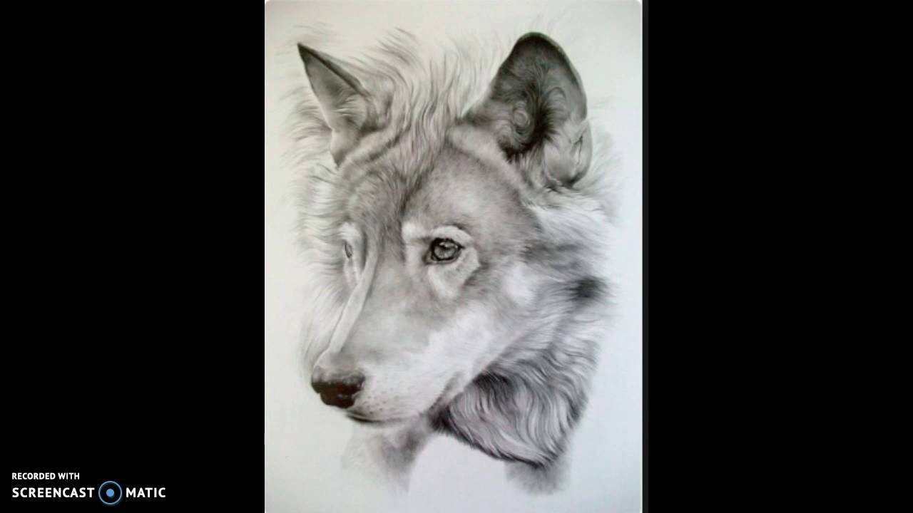 1280x720 How To Draw A Realistic Wolf - Realistic Wolf Drawing