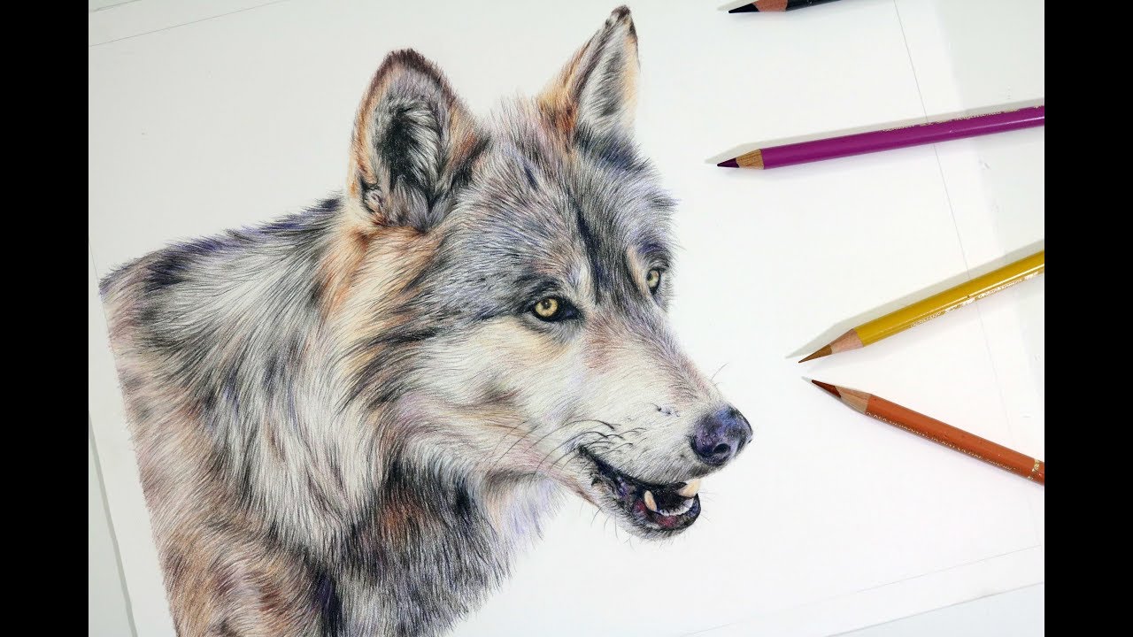 1280x720 How To Draw A Realistic Wolf Colored Pencil Drawing Tutorial - Realistic Wolf Drawing