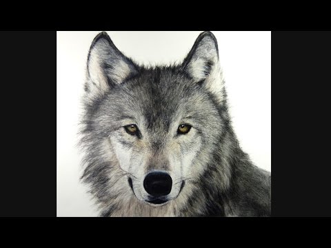 480x360 how i draw a wolf, hyperrealistic art - Realistic Wolf Drawing