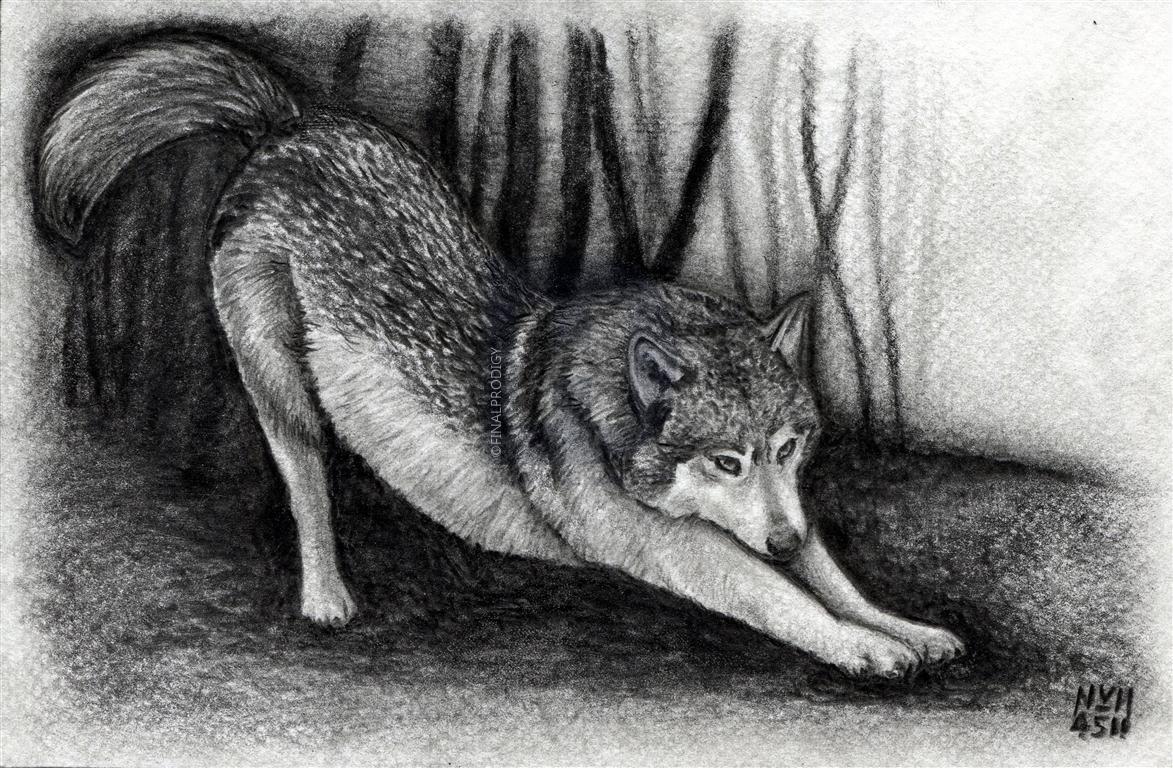 1173x768 How To Draw A Realistic Wolf, Step - Realistic Wolf Drawing