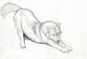 302x205 How To Draw A Realistic Wolf, Step - Realistic Wolf Drawing Step By Step